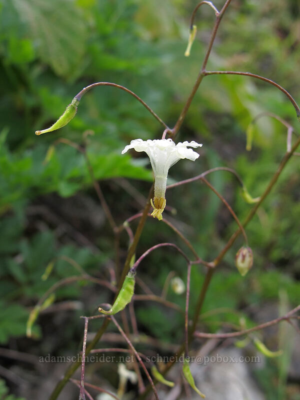 inside-out flower (and seed-pods) (Vancouveria hexandra) [Grouse Vista Trail, Gifford Pinchot National Forest, Clark County, Washington]