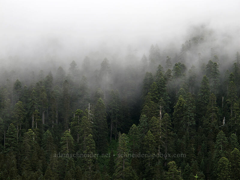 misty forest [Grouse Vista Trail, Gifford Pinchot National Forest, Clark County, Washington]