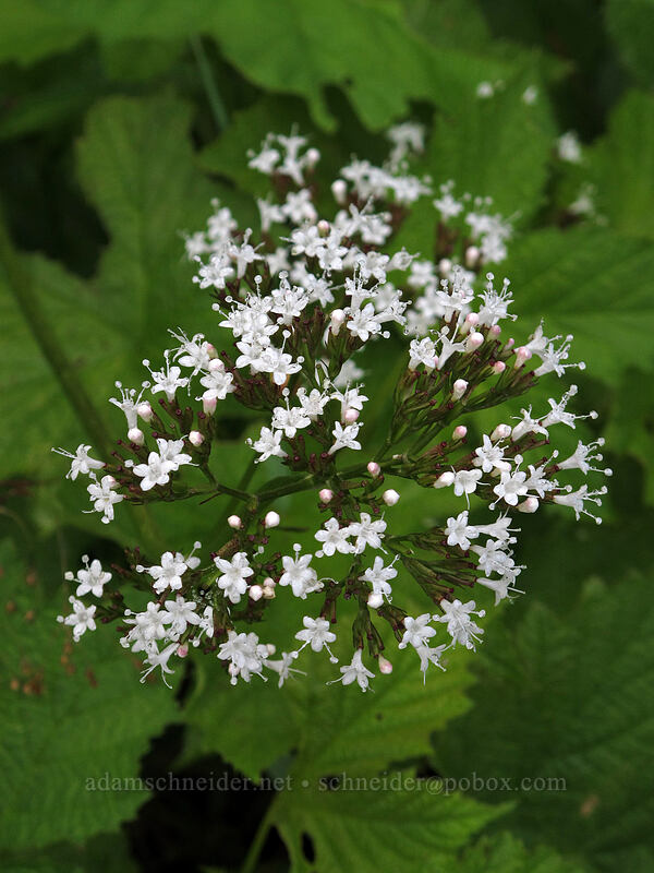 Sitka valerian (Valeriana sitchensis) [Grouse Vista Trail, Gifford Pinchot National Forest, Skamania County, Washington]