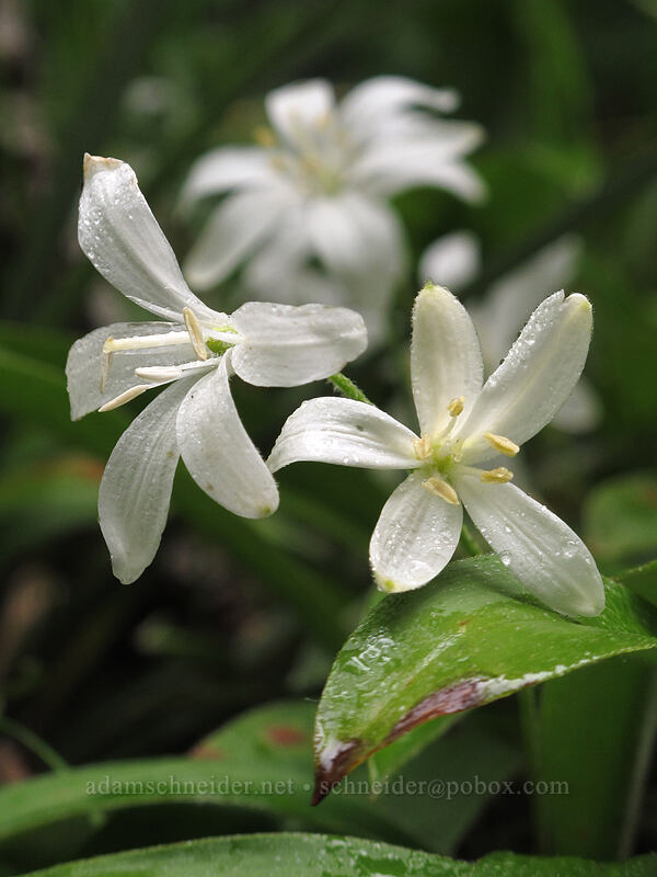 bead lilies (Clintonia uniflora) [Grouse Vista Trail, Gifford Pinchot National Forest, Skamania County, Washington]