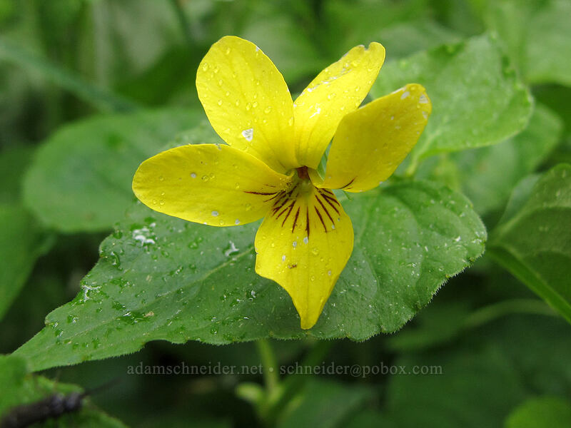 pioneer violet (Viola glabella) [Grouse Vista Trail, Gifford Pinchot National Forest, Skamania County, Washington]