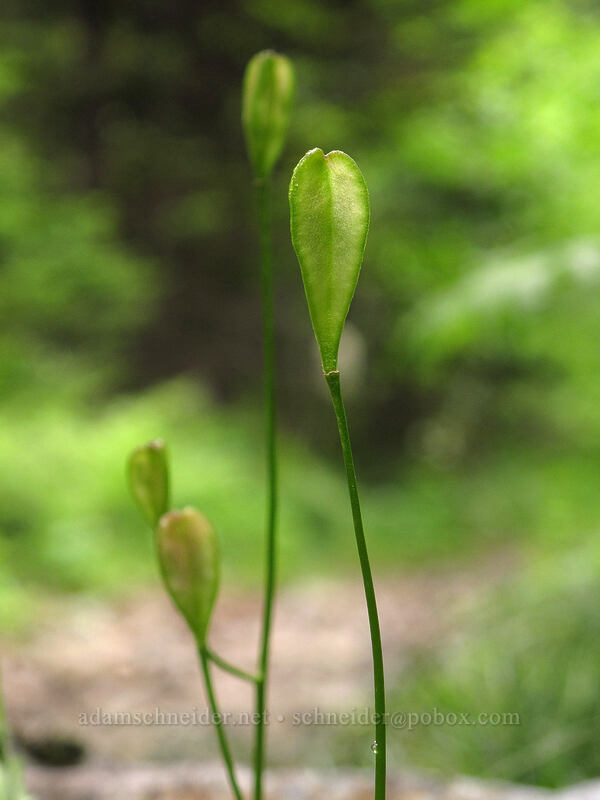 avalanche lily seed-pods (Erythronium montanum) [Grouse Vista Trail, Gifford Pinchot National Forest, Skamania County, Washington]