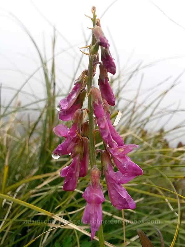 western sweet-vetch (Hedysarum occidentale) [Silver Star Mountain summit, Gifford Pinchot National Forest, Skamania County, Washington]