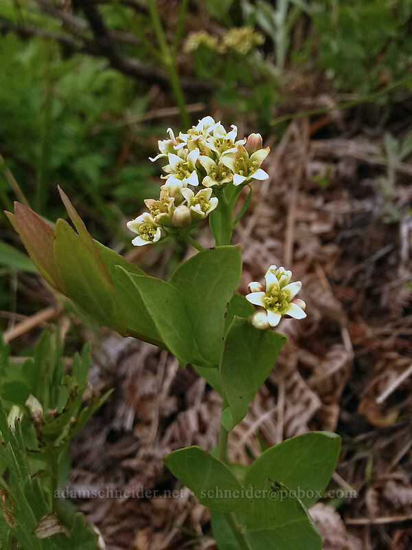 bastard toadflax (Comandra umbellata) [Silver Star Mountain, Gifford Pinchot National Forest, Skamania County, Washington]