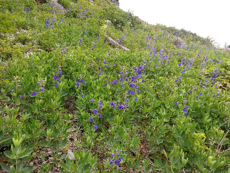Nuttall's larkspur (Delphinium nuttallii) [Sturgeon Rock, Gifford Pinchot National Forest, Skamania County, Washington]