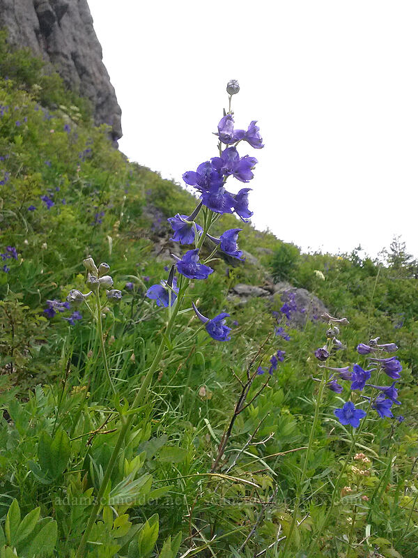 Nuttall's larkspur (Delphinium nuttallii) [Sturgeon Rock, Gifford Pinchot National Forest, Skamania County, Washington]