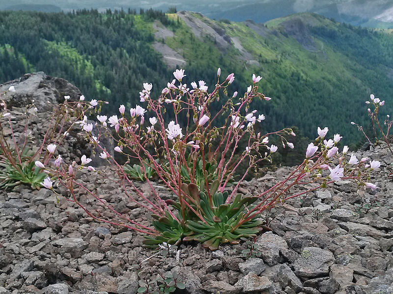 Columbia lewisia (Lewisia columbiana var. columbiana) [Sturgeon Rock, Gifford Pinchot National Forest, Skamania County, Washington]