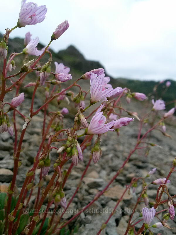 Columbia lewisia (Lewisia columbiana var. columbiana) [Sturgeon Rock, Gifford Pinchot National Forest, Skamania County, Washington]