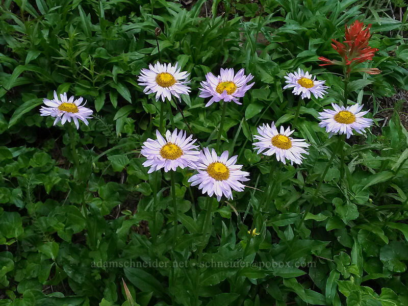 fleabane (Erigeron glacialis var. glacialis) [Sturgeon Rock Trail, Gifford Pinchot National Forest, Skamania County, Washington]
