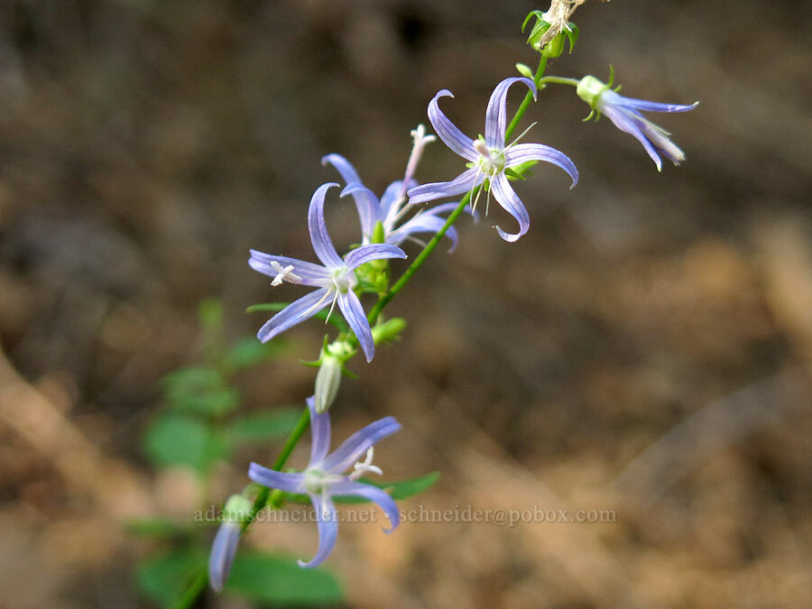 California harebells (Smithiastrum prenanthoides (Campanula prenanthoides) (Asyneuma prenanthoides)) [Crags Trail, Castle Crags State Park, Shasta County, California]