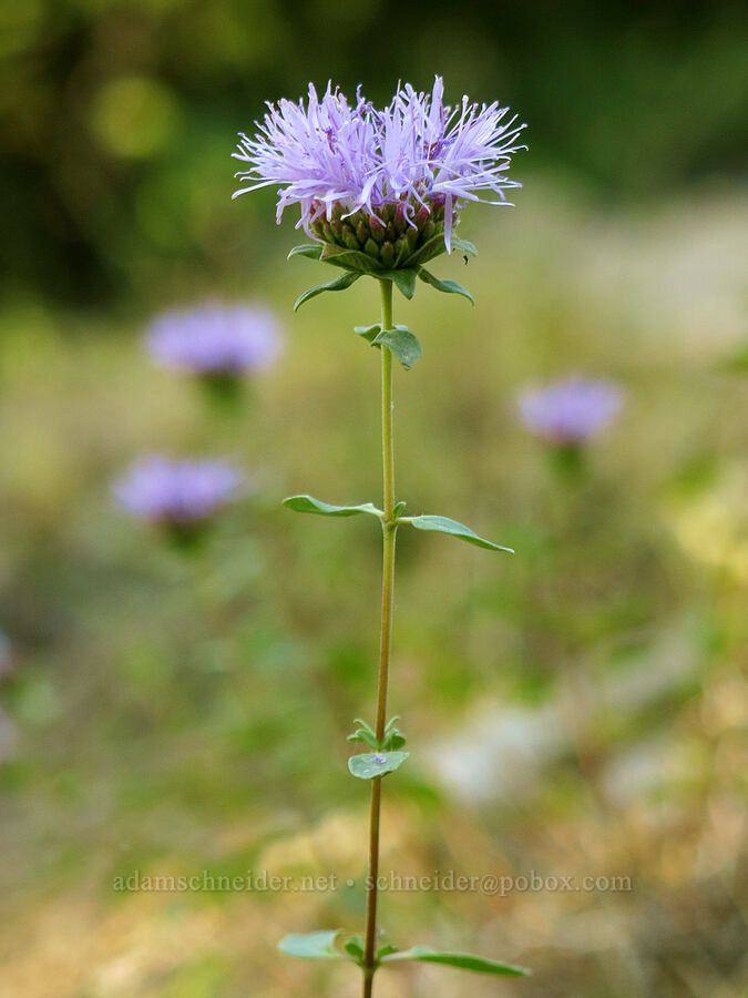 mountain coyote-mint (Monardella odoratissima) [Crags Trail, Castle Crags State Park, Shasta County, California]
