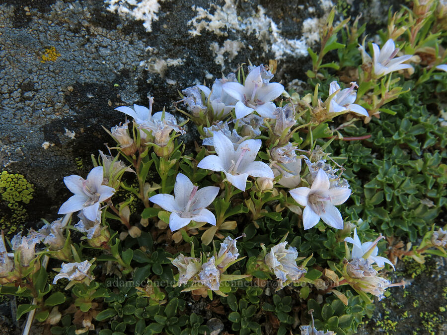 Castle Crags harebells (Campanula shetleri) [Castle Dome, Castle Crags Wilderness, Shasta County, California]