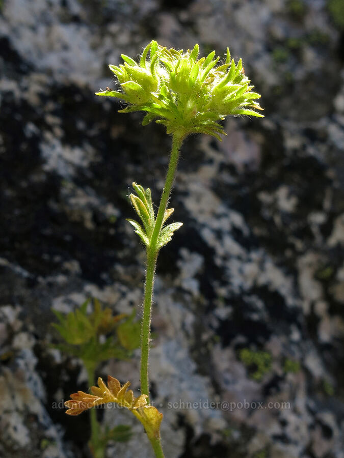 Castle Crags ivesia (Ivesia longibracteata (Potentilla longibracteata)) [Castle Dome, Castle Crags Wilderness, Shasta County, California]