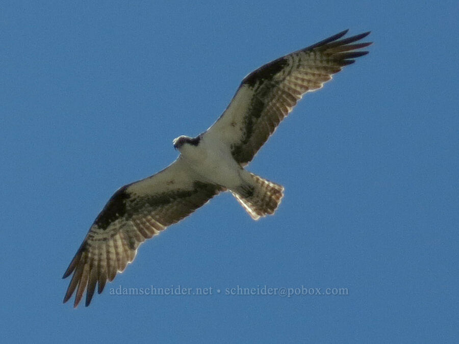 osprey (Pandion haliaetus) [Castle Dome, Castle Crags Wilderness, Shasta County, California]