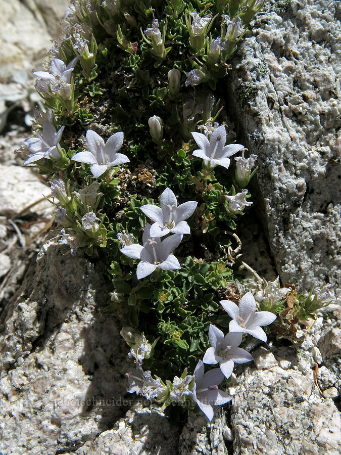 Castle Crags harebells (Campanula shetleri) [Mt. Hubris, Castle Crags Wilderness, Shasta County, California]