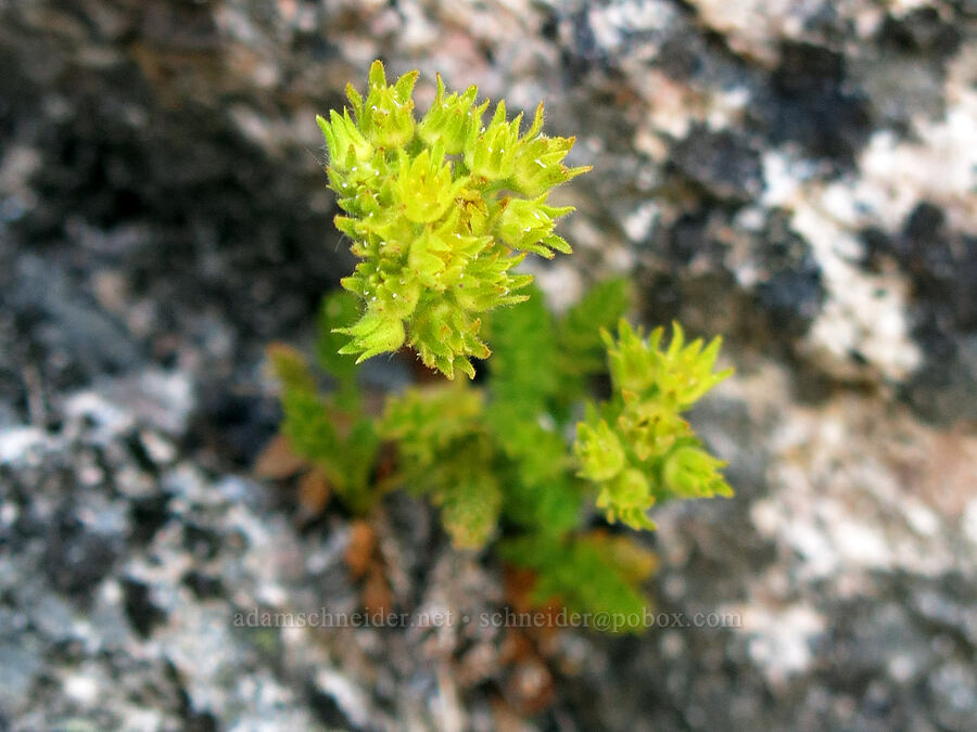 Castle Crags ivesia (Ivesia longibracteata (Potentilla longibracteata)) [Mt. Hubris, Castle Crags Wilderness, Shasta County, California]