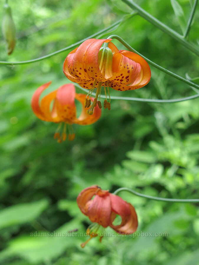 Shasta leopard lily (Lilium pardalinum ssp. shastense) [Castle Creek Road, Shasta-Trinity National Forest, Shasta County, California]