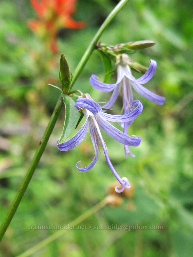 California harebells (Smithiastrum prenanthoides (Campanula prenanthoides) (Asyneuma prenanthoides)) [Castle Creek Road, Shasta-Trinity National Forest, Shasta County, California]