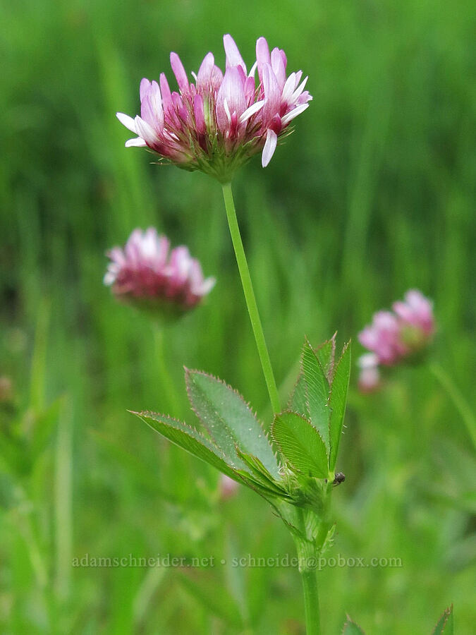 clover (Trifolium sp.) [Horse Heaven Meadows, Shasta-Trinity National Forest, Trinity County, California]