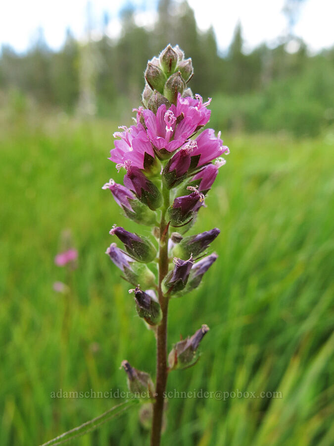 checker-mallow (Sidalcea oregana) [Horse Heaven Meadows, Shasta-Trinity National Forest, Trinity County, California]