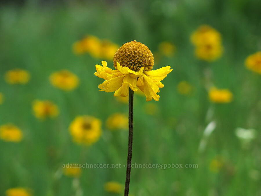 Bigelow's sneezeweed (Helenium bigelovii) [Horse Heaven Meadows, Shasta-Trinity National Forest, Trinity County, California]