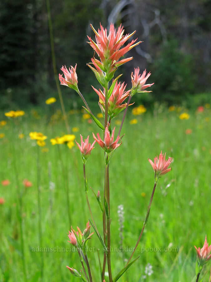 tall paintbrush (Castilleja miniata) [Horse Heaven Meadows, Shasta-Trinity National Forest, Trinity County, California]