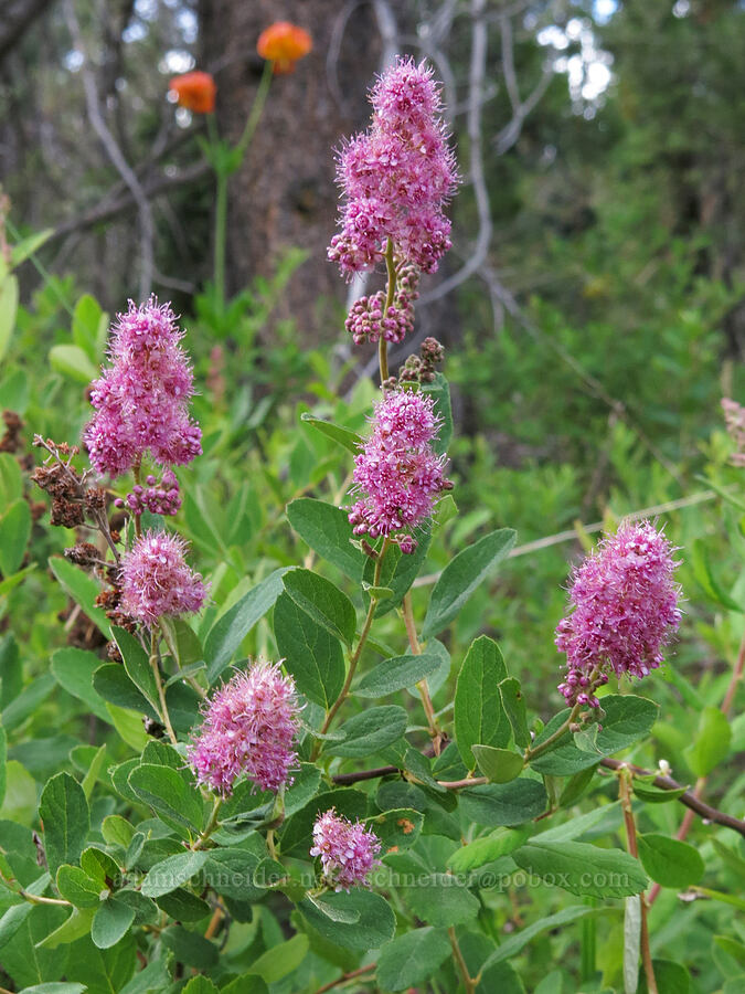 Douglas' spirea (Spiraea douglasii) [Horse Heaven Meadows, Shasta-Trinity National Forest, Trinity County, California]