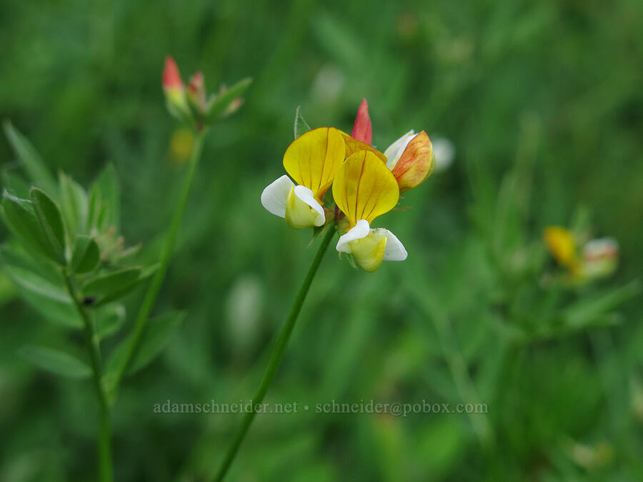 streambank bird's-foot trefoil (Hosackia oblongifolia (Lotus oblongifolius)) [Horse Heaven Meadows, Shasta-Trinity National Forest, Trinity County, California]