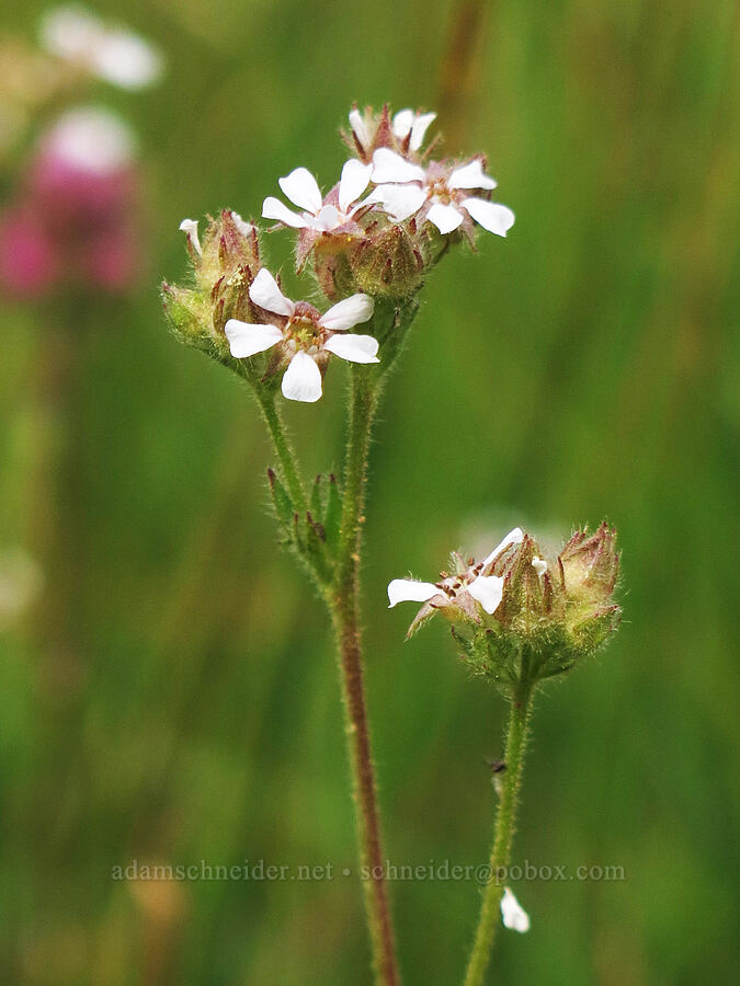 tawny horkelia (Horkelia fusca) [Horse Heaven Meadows, Shasta-Trinity National Forest, Trinity County, California]