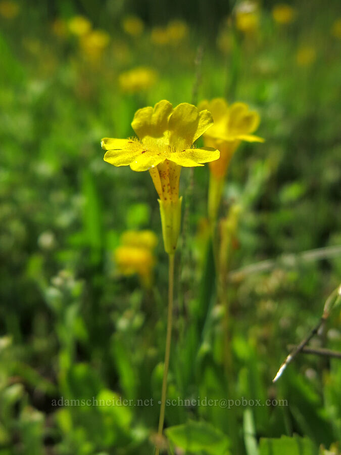 primrose monkeyflower (Erythranthe primuloides (Mimulus primuloides)) [Horse Heaven Meadows, Shasta-Trinity National Forest, Trinity County, California]