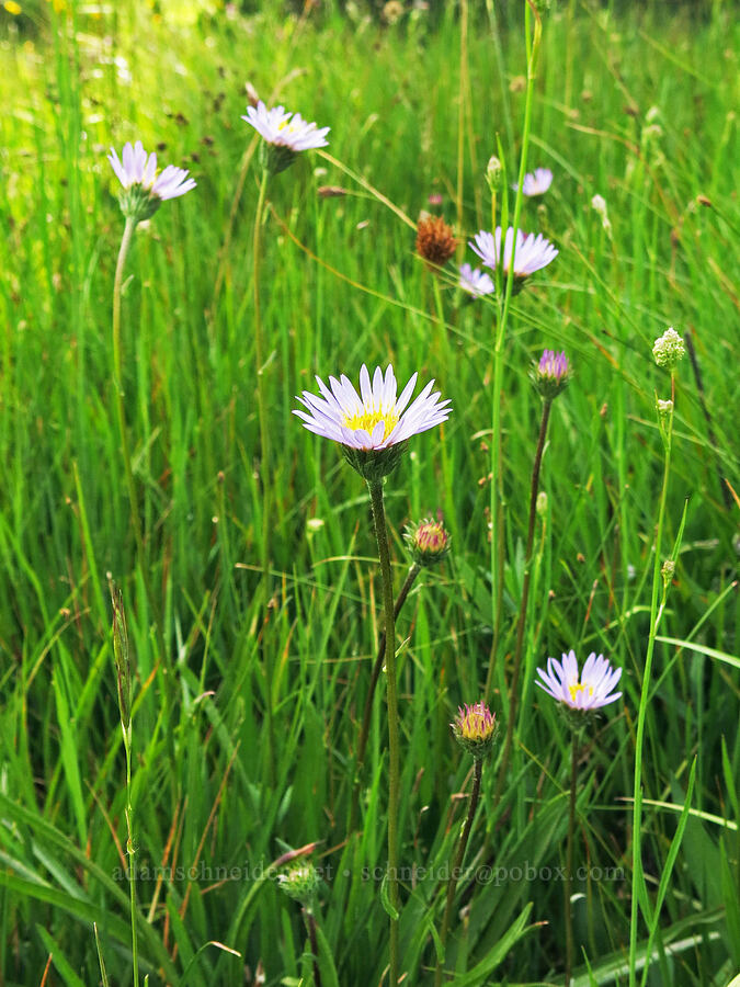 tundra asters (Oreostemma alpigenum var. andersonii (Aster alpigenus)) [Horse Heaven Meadows, Shasta-Trinity National Forest, Trinity County, California]