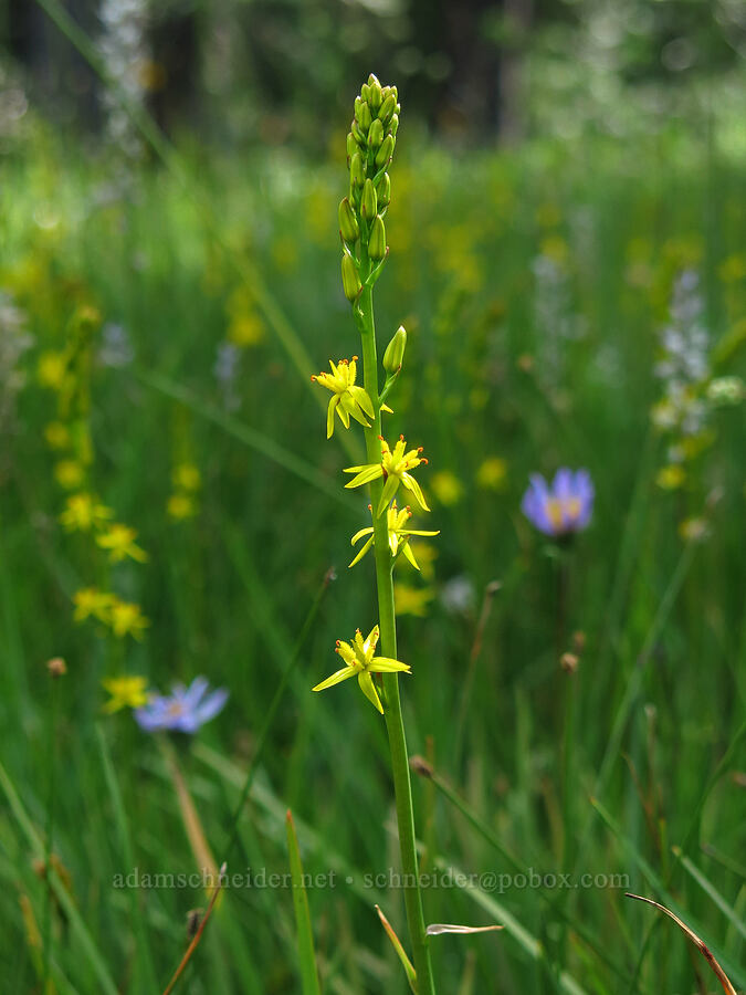 California bog asphodel (Narthecium californicum) [Horse Heaven Meadows, Shasta-Trinity National Forest, Trinity County, California]