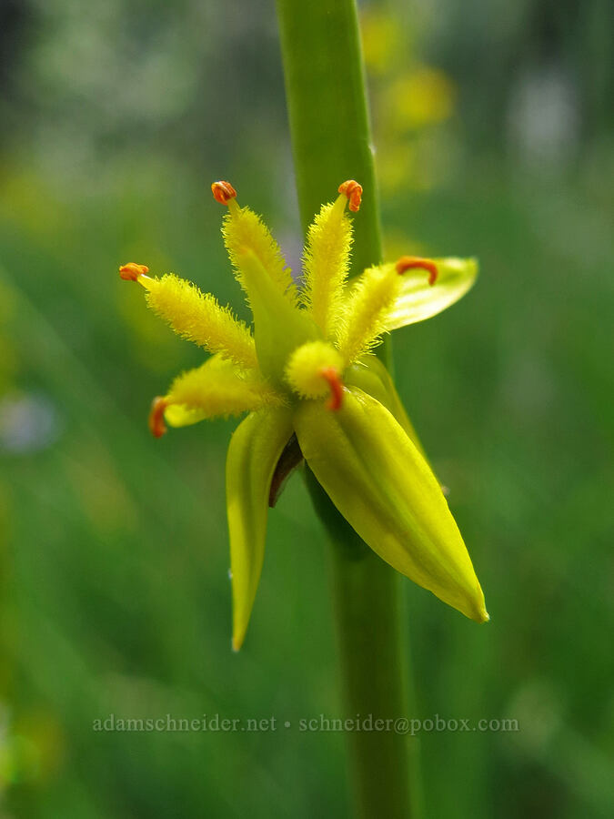 California bog asphodel (Narthecium californicum) [Horse Heaven Meadows, Shasta-Trinity National Forest, Trinity County, California]