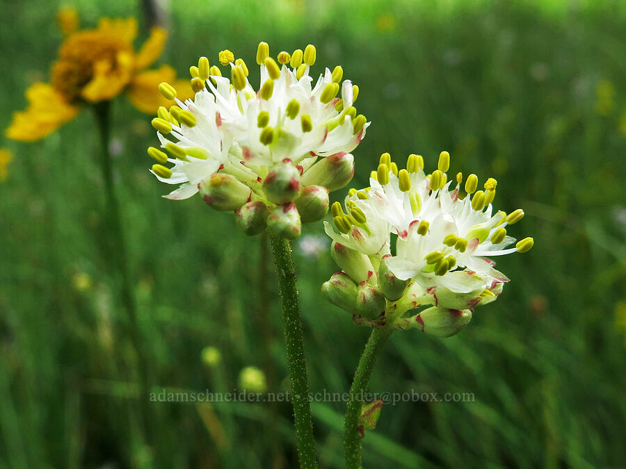western false asphodel (Triantha occidentalis ssp. occidentalis (Tofieldia glutinosa var. occidentalis)) [Horse Heaven Meadows, Shasta-Trinity National Forest, Trinity County, California]