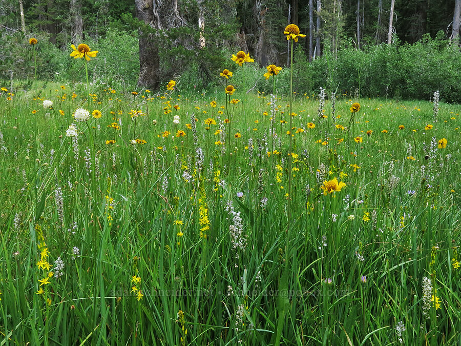 sneezeweed, rush lilies, bog asphodel, & false asphodel (Helenium bigelovii, Hastingsia alba, Narthecium californicum, Triantha occidentalis (Tofieldia glutinosa var. occidentalis)) [Horse Heaven Meadows, Shasta-Trinity National Forest, Trinity County, California]