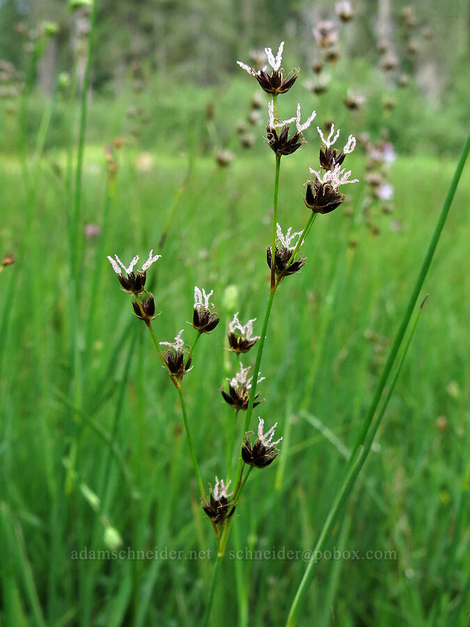 Sierra rush (Juncus nevadensis) [Horse Heaven Meadows, Shasta-Trinity National Forest, Trinity County, California]