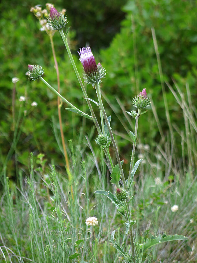 rose thistle (Cirsium andersonii) [Forest Road 26, Shasta-Trinity National Forest, Trinity County, California]