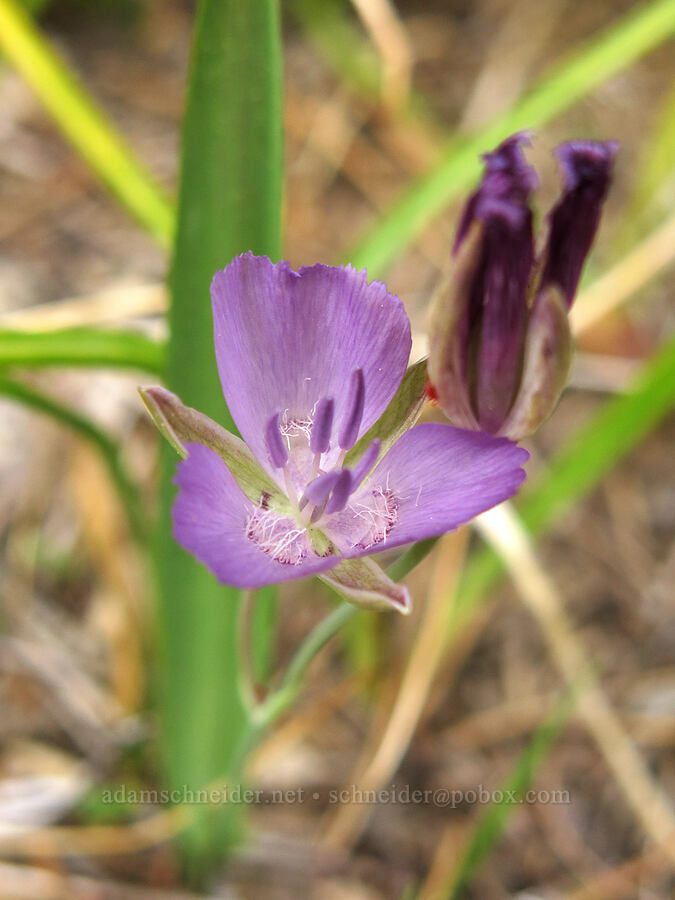 naked mariposa lily (Calochortus nudus) [Forest Road 26, Shasta-Trinity National Forest, Trinity County, California]