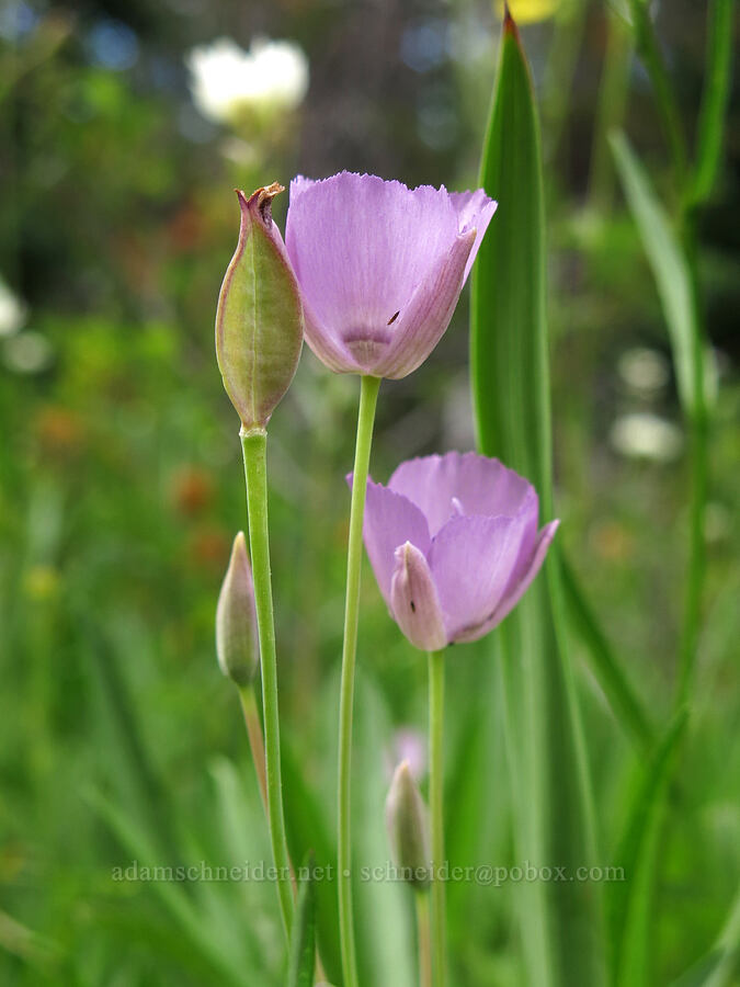 naked mariposa lily (Calochortus nudus) [Forest Road 26, Shasta-Trinity National Forest, Trinity County, California]