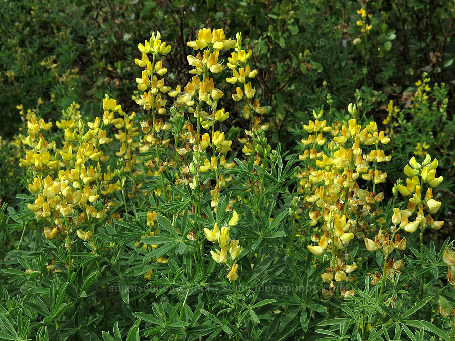 Mt. Eddy lupine (Lupinus croceus) [Forest Road 26, Shasta-Trinity National Forest, Trinity County, California]
