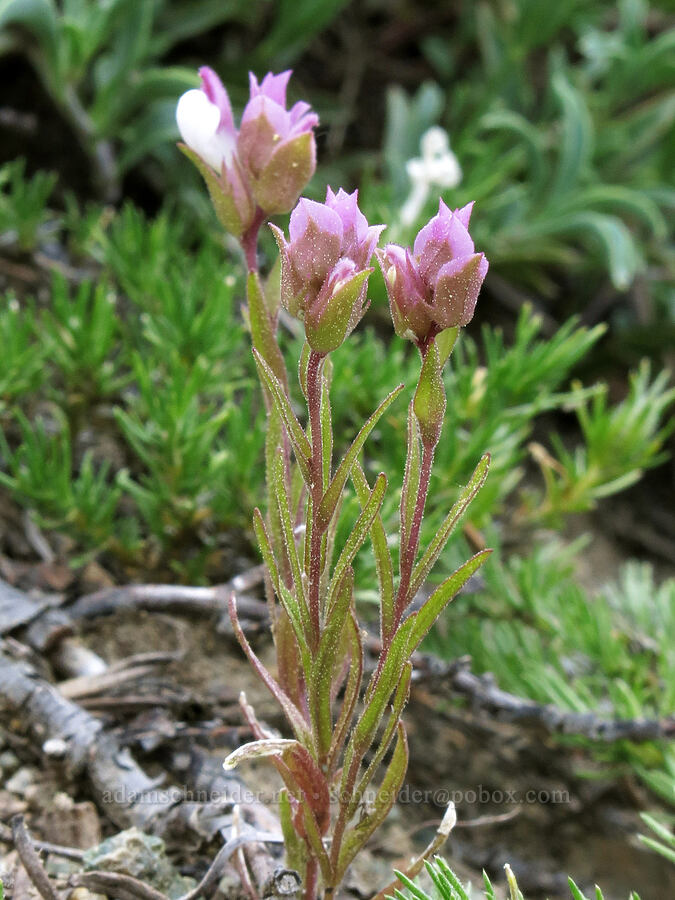 Copeland's owl-clover (Orthocarpus cuspidatus ssp. copelandii) [Gumboot Trailhead, Shasta-Trinity National Forest, Trinity County, California]