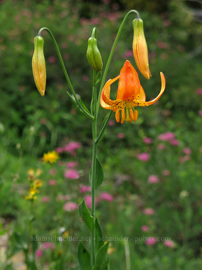 Shasta leopard lily (Lilium pardalinum ssp. shastense) [Forest Road 26, Shasta-Trinity National Forest, Siskiyou County, California]