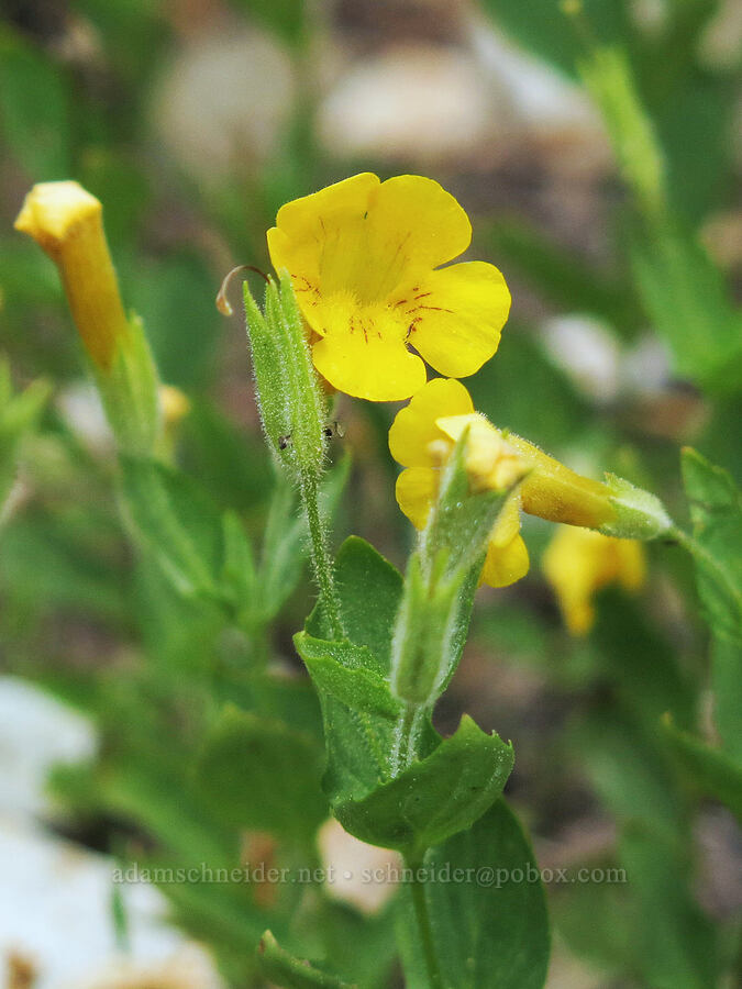 musk monkeyflower (Erythranthe moschata (Mimulus moschatus)) [Forest Road 26, Shasta-Trinity National Forest, Siskiyou County, California]
