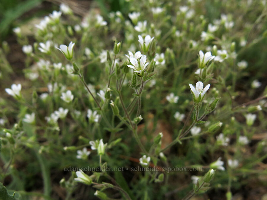 Nuttall's sandwort (Minuartia nuttallii (Sabulina nuttallii) (Arenaria nuttallii)) [Gumboot Trail, Shasta-Trinity National Forest, Siskiyou County, California]