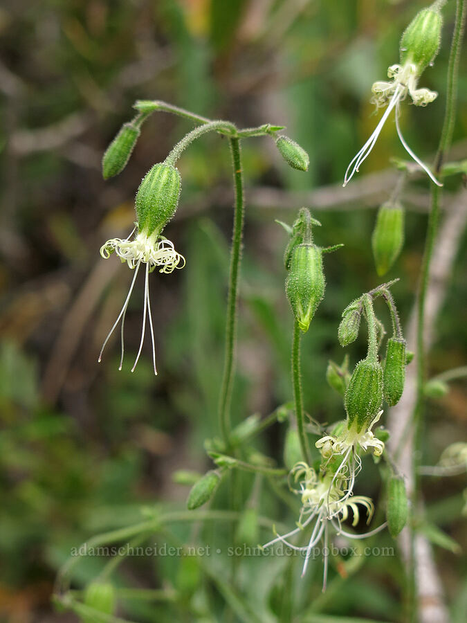 Lemmon's catchfly (Silene lemmonii) [Gumboot Trail, Shasta-Trinity National Forest, Siskiyou County, California]