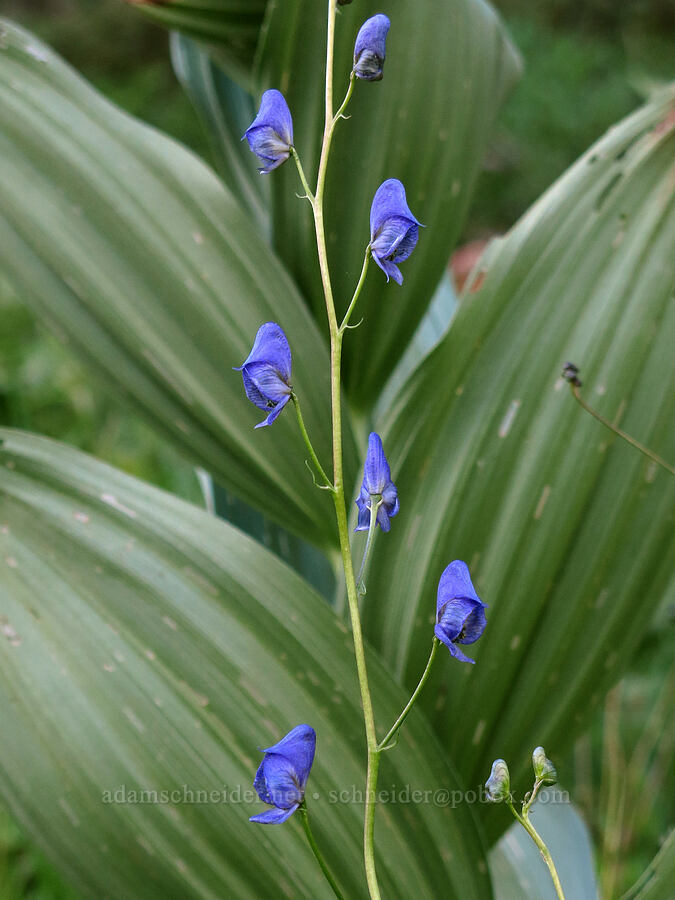 western monkshood & corn lily leaves (Aconitum columbianum, Veratrum californicum) [above Gumboot Lake, Shasta-Trinity National Forest, Siskiyou County, California]
