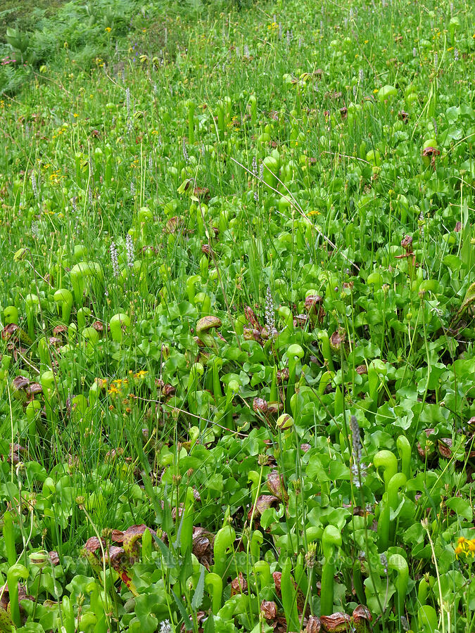 wet hillside full of pitcher plants (Darlingtonia californica) [above Gumboot Lake, Shasta-Trinity National Forest, Siskiyou County, California]