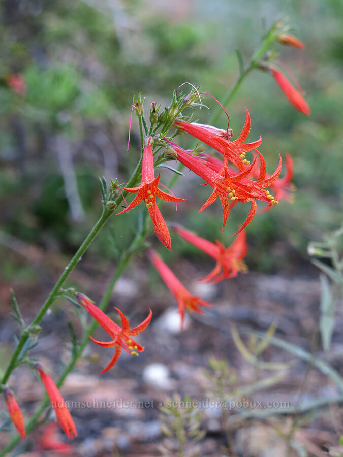 scarlet gilia (Ipomopsis aggregata) [Gumboot Lake, Shasta-Trinity National Forest, Siskiyou County, California]