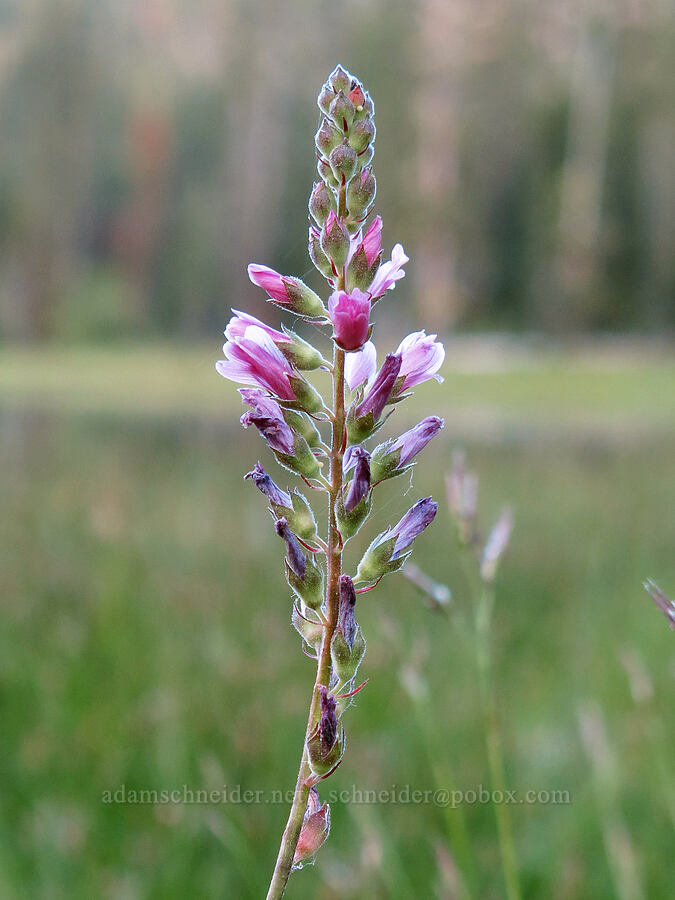 checker-mallow (Sidalcea oregana) [Gumboot Lake, Shasta-Trinity National Forest, Siskiyou County, California]