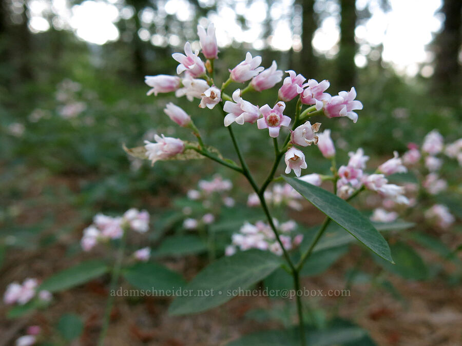 spreading dogbane (Apocynum androsaemifolium) [Lake Siskiyou Trail, Mount Shasta, Siskiyou County, California]
